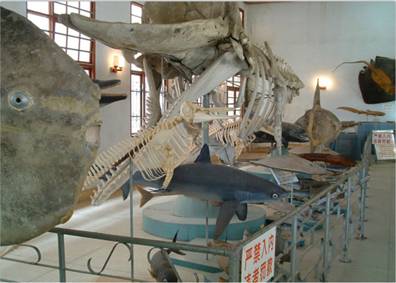 国内唯一完整的抹香鲸骨架_meitu_3